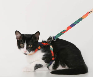 pidan Cat Harness and Leash Set escape proof cat harness
