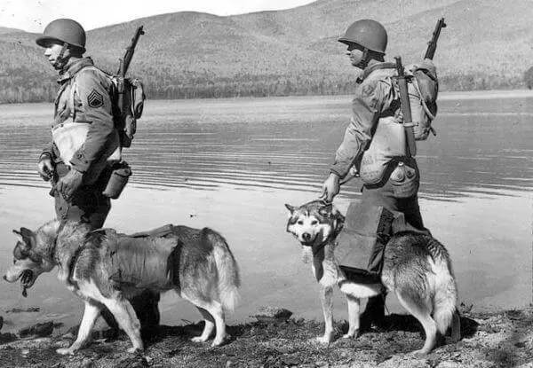 Husky : From Military Dog to The Funniest Dog