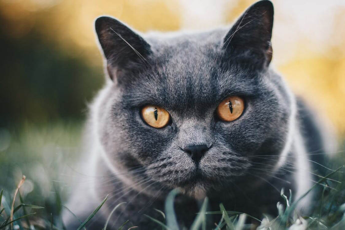 British Shorthair or American Shorthair: Differences and Guide