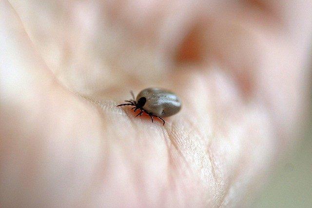 Ticks, This Vampire May Be Right at Your Feet