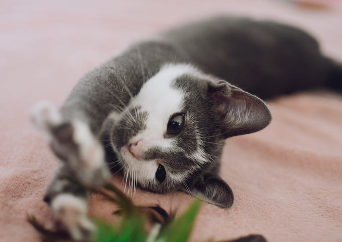 5 Ways A Cat Shows Love to An Owner