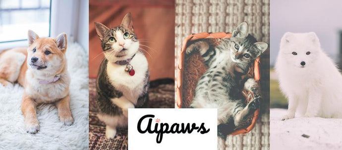 Modern and Smart, Online Pet Retailer Aipaws Launches July 2019