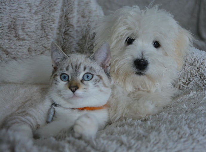 Tips for Raising Cats and Dogs Together
