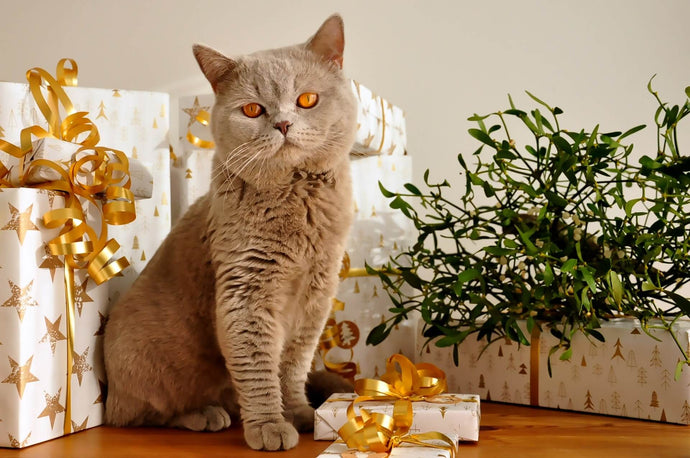 5 Cute Christmas Gifts for Cat Lovers