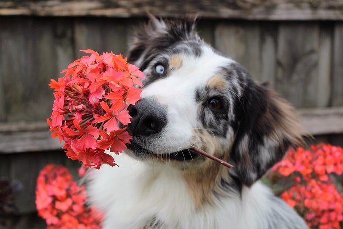 Allergies in Dogs and Treatment