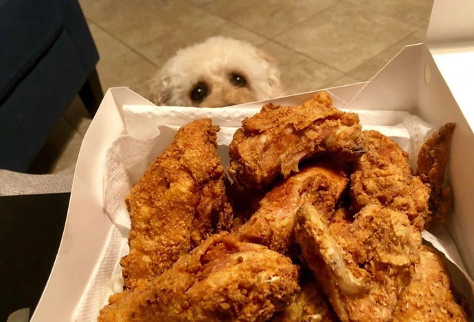 Can Dog Eat Fried Chicken?