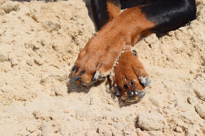How to Clean Dog Paws After Walking Your Dog