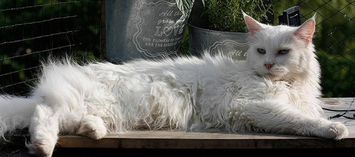 Maine Coon Cat Personality – The Gentle Giant for Cat Lovers