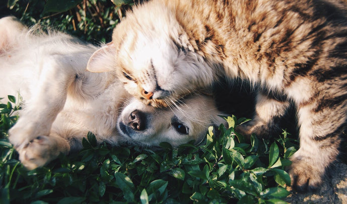 Why cats and dogs like to rub their heads on you?