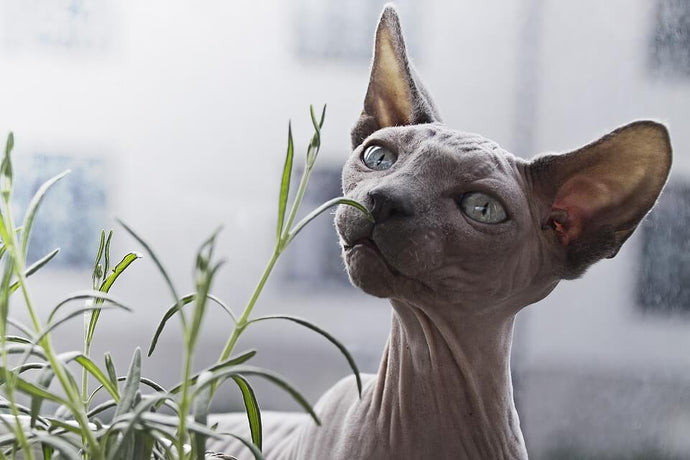 Sphynx cat care: How to care for a hairless cat