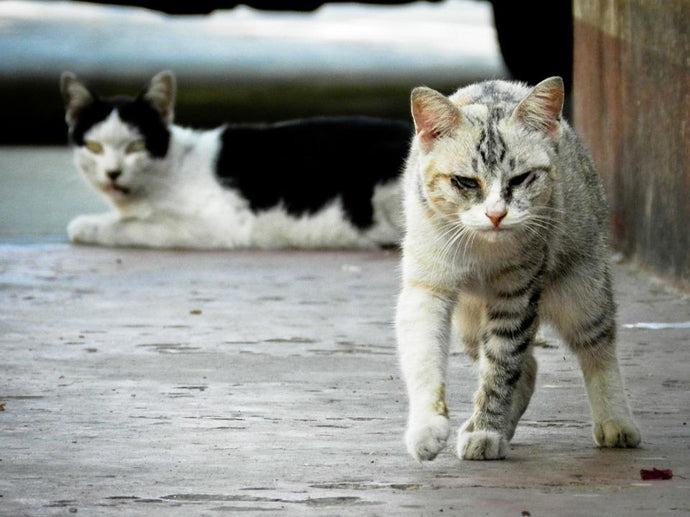 60% of Stray Cats Can't Survive Harsh Winters