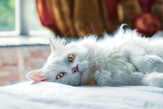 Cat’s Shedding: How to Survival During Cat Moulting Season