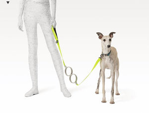 Pidan dog leash shock-absorbing dog leash