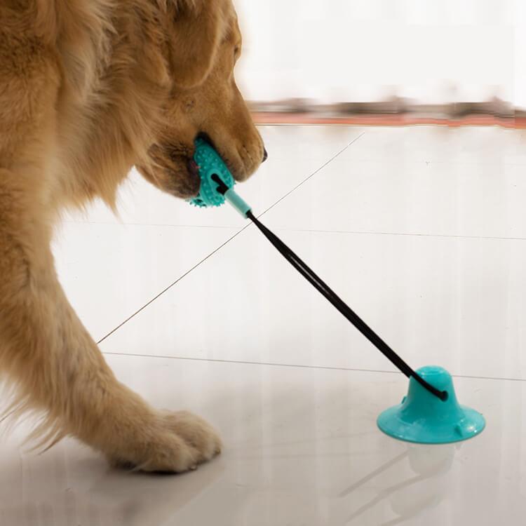 Dog toy best sale suction cup