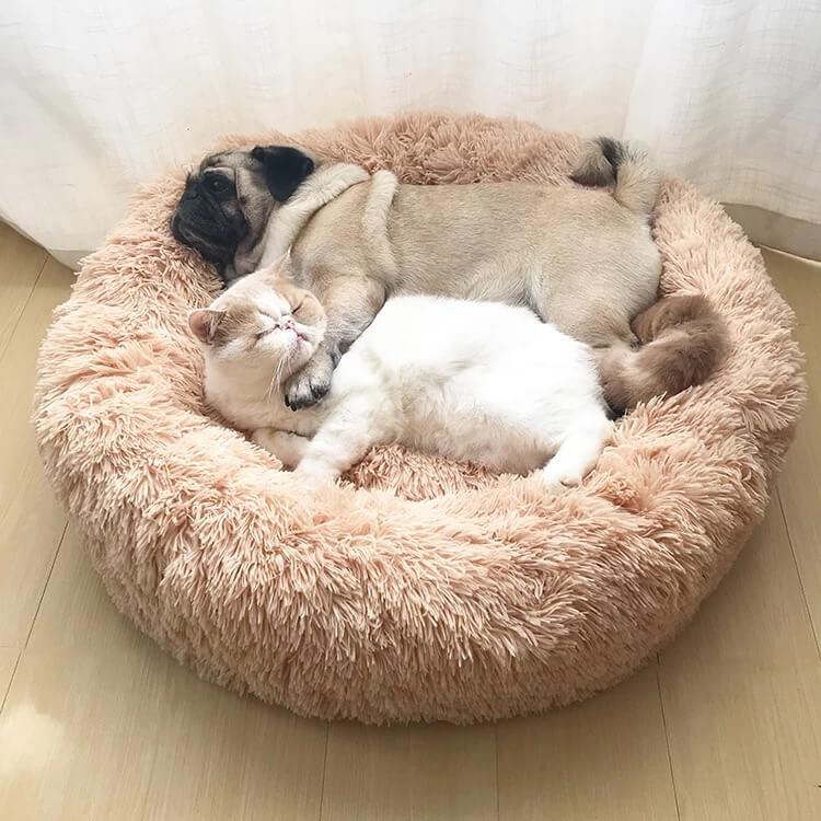 pet soothing bed