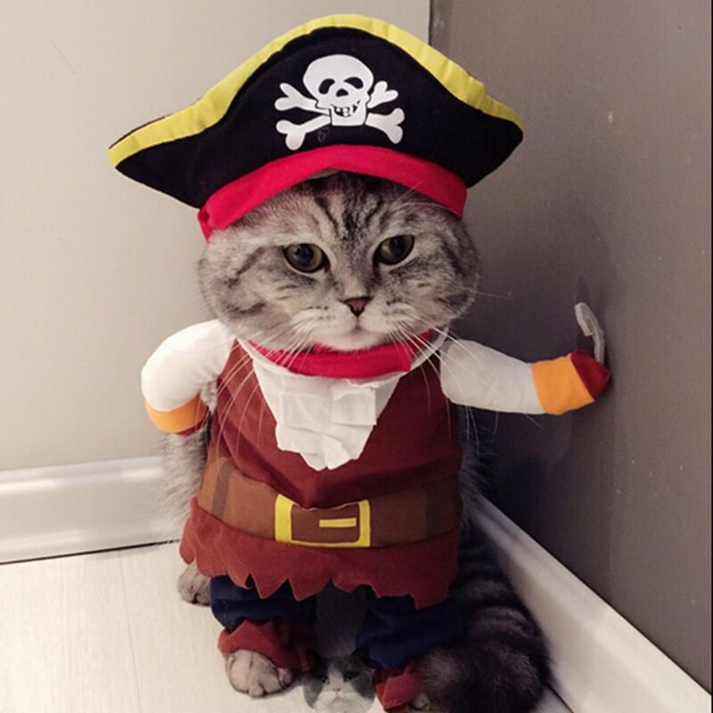 cat pirate costume for Halloween